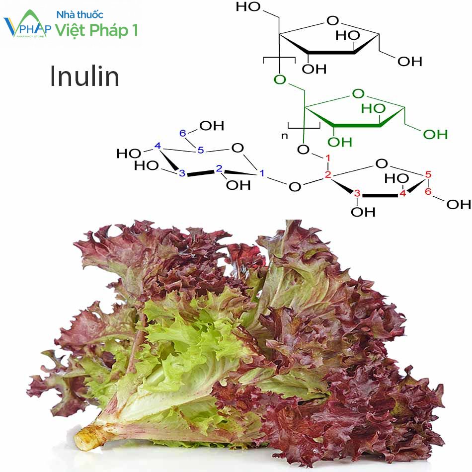 Inulin có nhiều trong rau diếp xoăn