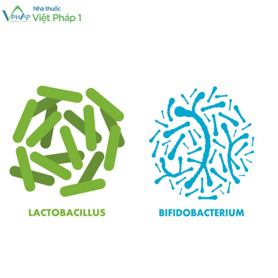 Santafe chứa 2 lợi khuẩn đường ruột: Lactobacillus acidophilus và Bifidobacterium